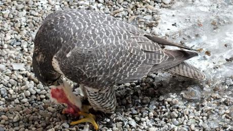 Gyrfalcon named Nahanni eats mouse at Mountsberg Raptor Centre