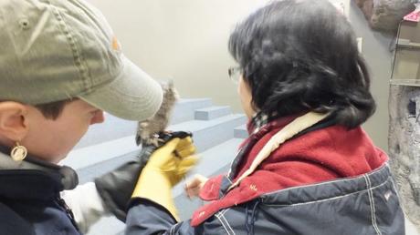 Sandra shows Jean how to hold the Eastern Screech Owl - Mountsberg Raptor Centre
