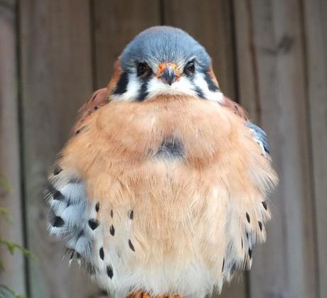 American Kestrel gives us a stare down at the Mountsberg Raptor Centre