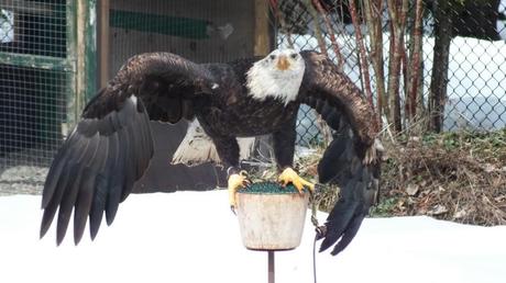 Bald Eagle spreads wings at Mountsberg Raptor Centre