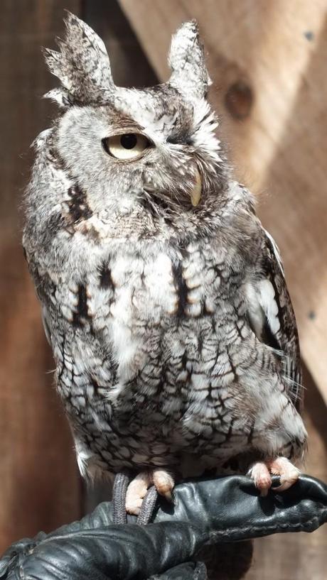 Eastern Screech owl - sits on a gloved hand - Mountsberg Raptor Centre