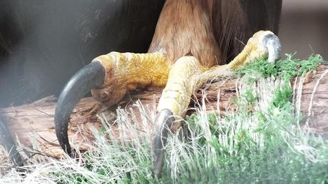 Golden Eagle - closeup claw - Mountsberg Raptor Centre
