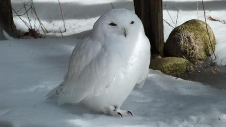 Snowy Owl at Mountsberg Raptor Centre