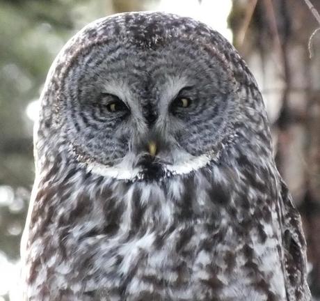 Great Grey Owl - gives me a look - Ottawa - Ontario - Canada - Frame To Frame - Bob & Jean picture