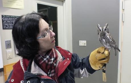 Eastern Screech owl sits relaxed on Jeans hand - Mountsberg Raptor Centre