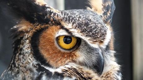 Closeup of a Great Horned Owl's face