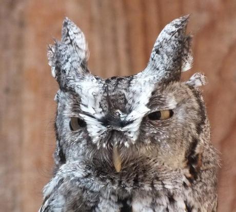Eastern Screech owl with both eyes open - Mountsberg Raptor Centre
