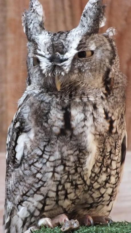 Eastern Screech owl - stands tall - Mountsberg Raptor Centre