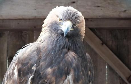 Golden Eagle gives us a curious look at the Mountsberg Raptor Centre