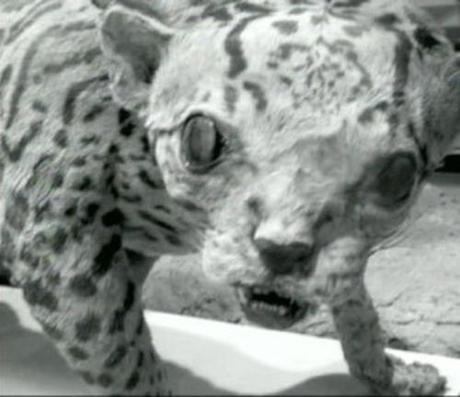 Sort of into making it into Trisha Donnelly week on the blog.