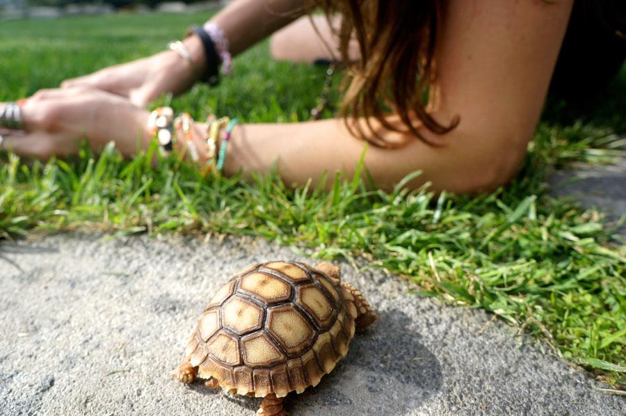 baby tortoise