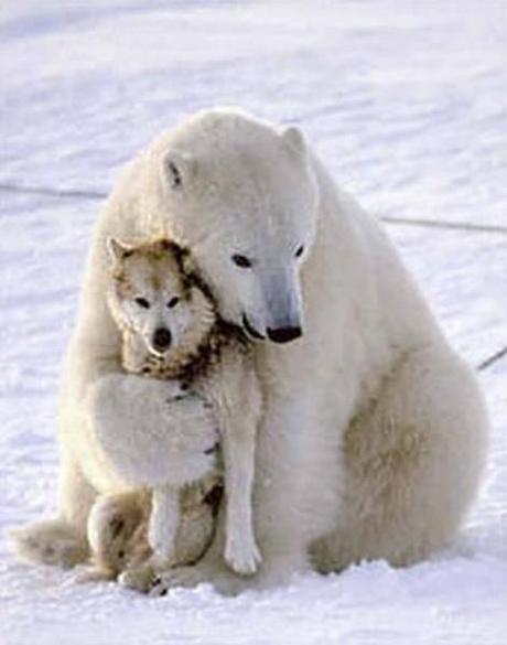polar-bear-and-wolf