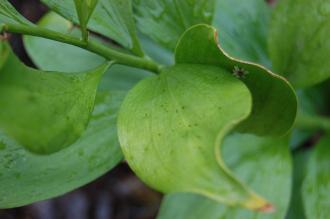 Ruscus colchicus Leaf and Flower (09/02/2013, Kew Gardens, London)