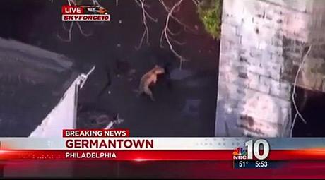 Humping DOGS Photobomb Helecopter News Crew!