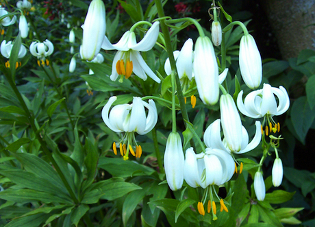 Lilium martagon var. album