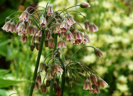 Nectaroscordum siculum