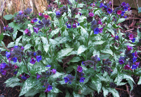 Pulmonaria 'Diana Clare'