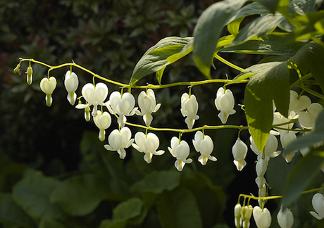 Dicentra spectabilis alba