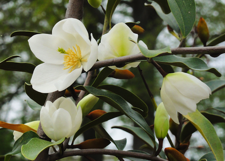 Magnolia laevifolia