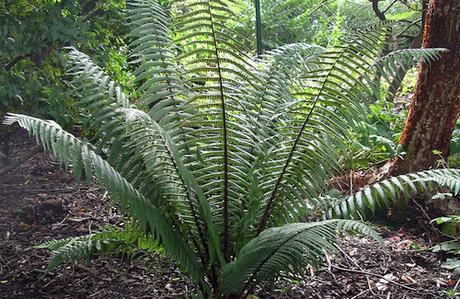 Dryopteris wallichiana