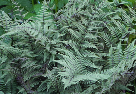 Athyrium 'Ghost'