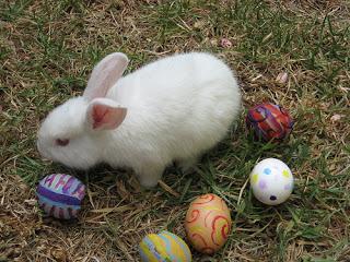 Photos: Cute Bunny Rabbits Celebrate Easter