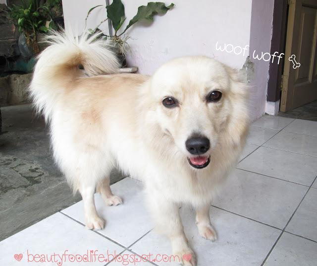 golden, chibi, cute dog, beautyfoodlife.blogspot.com