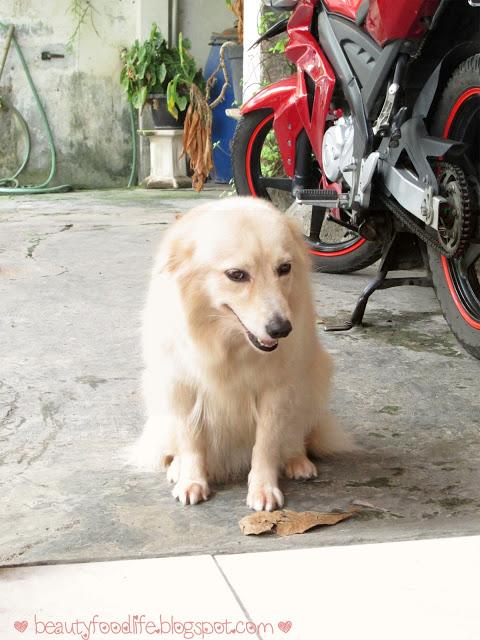 golden, chibi, cute dog, beautyfoodlife.blogspot.com
