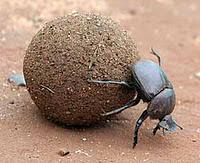 The Dung Beetle Award goes to...
