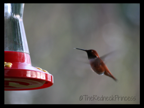 hummer white beak