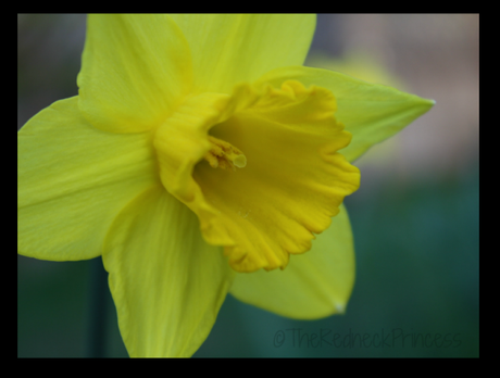 Daffodil