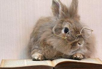 Rabbit Reading - Paperblog