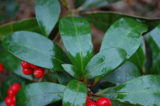 Skimmia japonica subsp. reevesiana Leaf (09/02/2013, Kew Gardens, London)