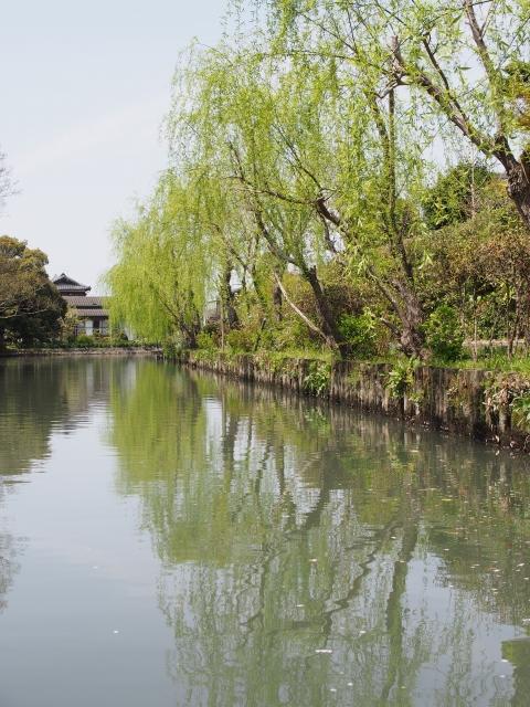 P3300038 柳川，ドンコ舟に揺られて / Yanagawa,the city of water