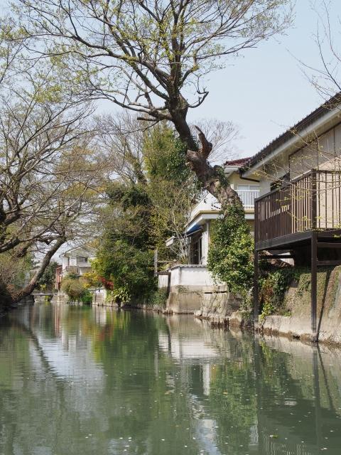 P3300019 柳川，ドンコ舟に揺られて / Yanagawa,the city of water