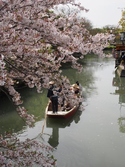 P3300117 柳川，ドンコ舟に揺られて / Yanagawa,the city of water