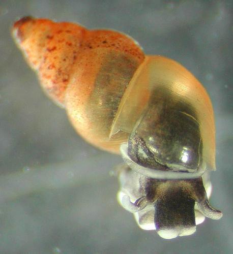 New-Zealand-Mud-Snail
