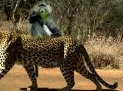 Amazing Samango Riding Leopard