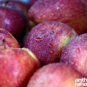 Tomate_Cerise_Vegetables_Antelias4