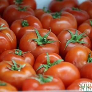 Tomate_Cerise_Vegetables_Antelias12