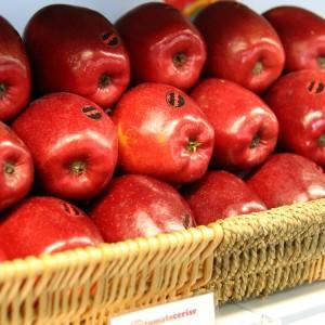 Tomate_Cerise_Vegetables_Antelias22