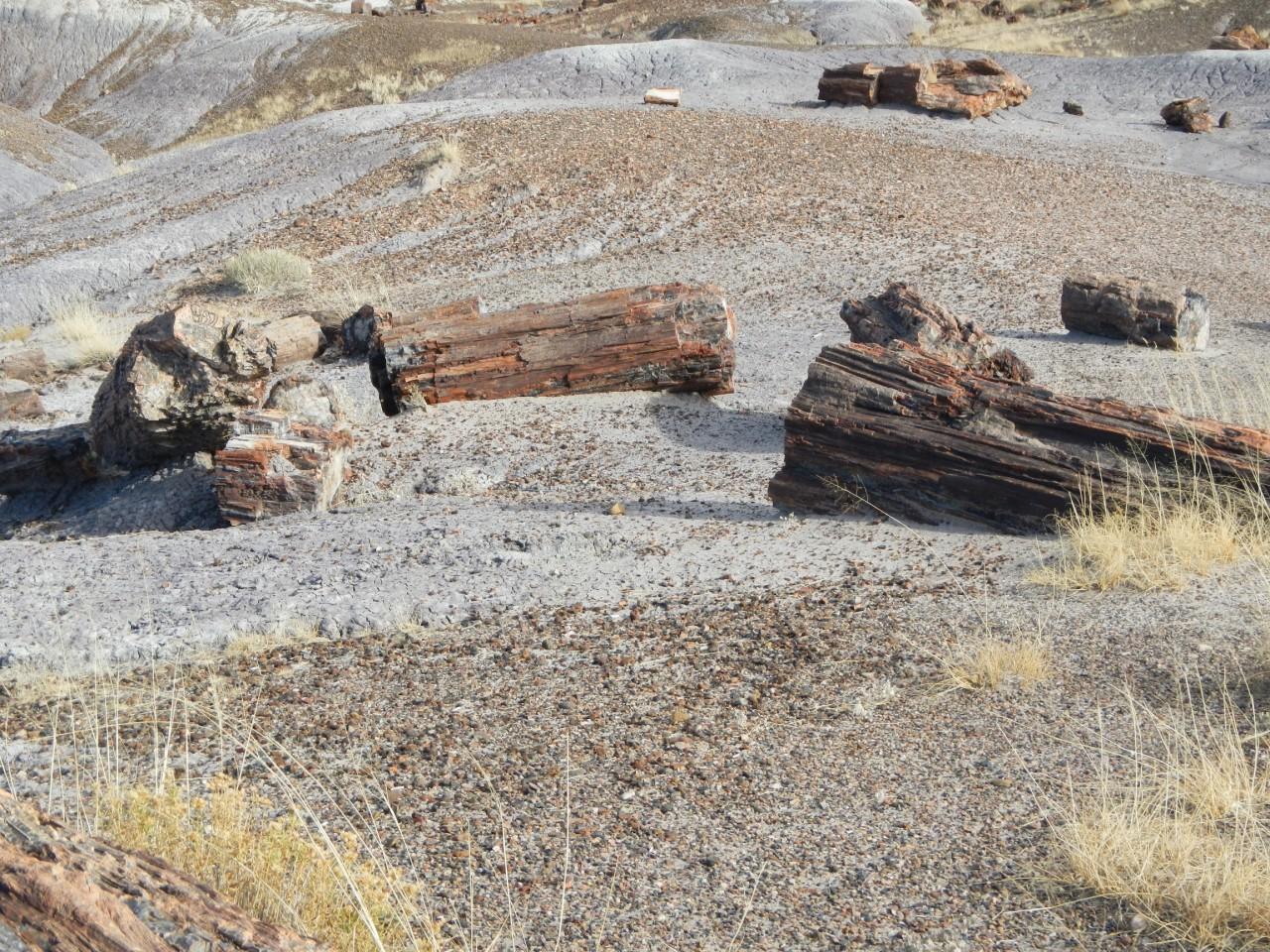 Petrified Forest Arizona 012