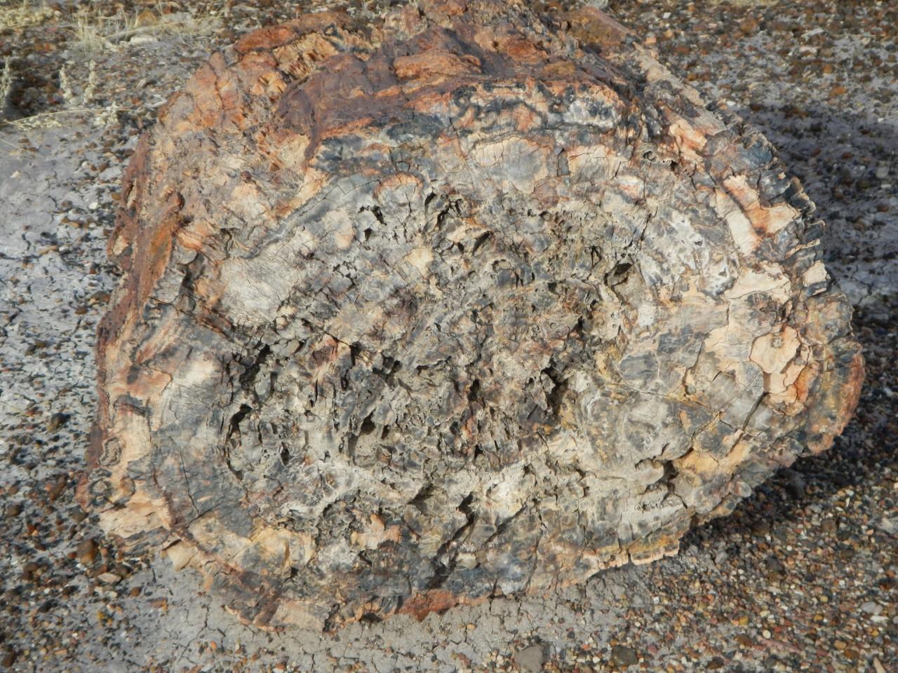 Petrified Forest Arizona