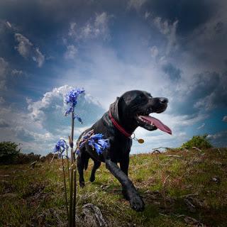 Summer Activity Guide: Hiking with Your Dog
