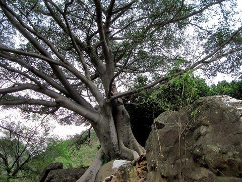 Caballo Blanco Memorial Tree