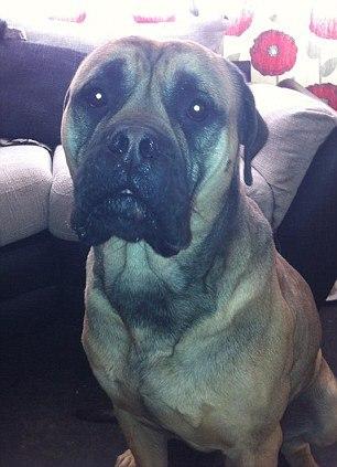 bull mastiff