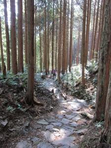 Japanese Forestry: Beautifully Overdone