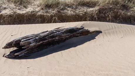 log washed up on beach
