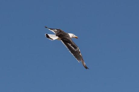 pacific gull flying