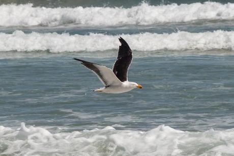 pacific gull 